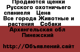 Продаются щенки Русского охотничьего спаниеля › Цена ­ 25 000 - Все города Животные и растения » Собаки   . Архангельская обл.,Пинежский 